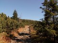 Orava 065